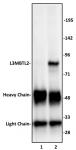 L3MBTL2 antibody (pAb) tested by immunoprecipitation.