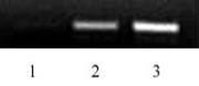 Histone H2BK46ac antibody (pAb) tested by ChIP.