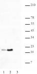 Histone H2BK46ac antibody (pAb) tested by Western blot.