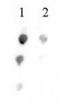Histone H2BK46ac antibody (pAb) tested by dot blot analysis.
