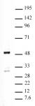 Ets-1 antibody (pAb) tested by Western blot.