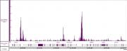 Ets-1 antibody (pAb) tested by CUT&RUN