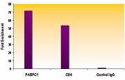 Histone H4K5ac antibody (pAb) tested by ChIP.