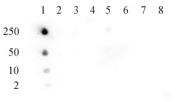 Histone H4K5ac antibody (pAb) tested by dot blot analysis.