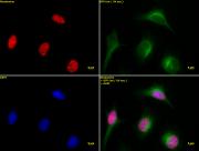 Histone H3K9ac antibody (pAb) tested by immunofluorescence.