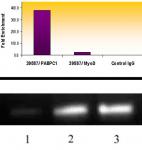 Histone H3K18ac antibody (pAb) tested by ChIP.