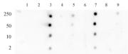 Histone H3K18ac antibody (pAb) tested by dot blot analysis.