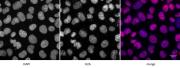 Histone H2A, C-terminal antibody (pAb) tested by immunofluorescence.