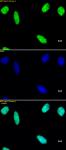 Histone macroH2A1 antibody (pAb) tested by immunofluorescence.