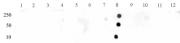 STAT3 phospho Tyr705 antibody (pAb) tested by dot blot analysis.