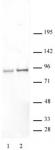 STAT5A/B phospho Ser726/Ser731 antibody (pAb) tested by Western blot.