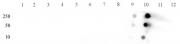 STAT5A/B phospho Ser726/Ser731 antibody (pAb) tested by dot blot analysis.