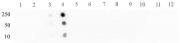STAT2 phospho Tyr689 antibody (pAb) tested by dot blot analysis.