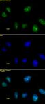 HMGA1 antibody (pAb) tested by immunofluorescence.