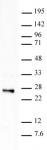 Histone H2BK120ub1 antibody (mAb) tested by Western blot.
