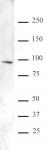 FOXO1/FKHR antibody (pAb) tested by Western blot.