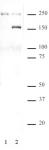 SMC1 phospho Ser957 antibody (pAb) tested by Western blot.