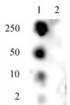 SMC1 phospho Ser957 antibody (pAb) tested by dot blot analysis.