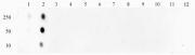 STAT1 phospho Ser727 antibody (pAb) tested by dot blot analysis.