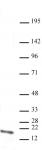 Histone H3K4me1 antibody (mAb) tested by Western blot.