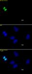 Histone H3S10ph antibody (mAb) tested by immunofluorescence.