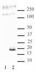 Histone H3.3S31ph antibody (pAb) tested by Western blot.