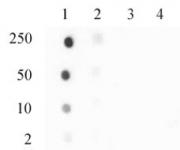 Histone H3.3S31ph antibody (pAb) tested by dot blot analysis.