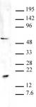 Pht1 / Histone H2A.Zac (pan-acetyl) antibody (pAb) tested by Western blot.