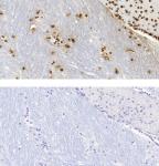 5-Methylcytosine (5-mC) antibody (mAb) tested by immunohistochemistry.