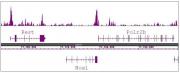 Histone H3R8me2a (asymmetric) antibody (pAb) tested by ChIP-Seq.