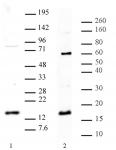 Histone H3R8me2a (asymmetric) antibody (pAb) tested by Western blot.