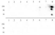 Histone H3R8me2a (asymmetric) antibody (pAb) tested by dot blot analysis.