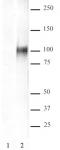 HIF-1 alpha antibody (pAb) tested by ChIP-Seq.