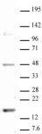 Histone H3K18me1 antibody (pAb) tested by Western blot.