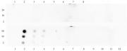 Histone H3K18me1 antibody (pAb) tested by dot blot analysis.