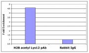 Histone H2BK12ac antibody (pAb) tested by ChIP.