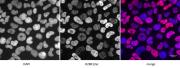 Histone H2BK12ac antibody (pAb) tested by immunofluorescence.