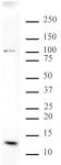 Histone H4K20me3 antibody (mAb) tested by Western blot.