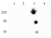 Histone H4K20me3 antibody (mAb) tested by dot blot analysis.