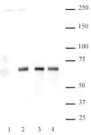 NFκB p65 phospho Ser536 antibody (pAb) tested by Western blot.