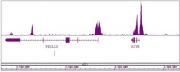 Histone H3K4me2 antibody (mAb) tested by ChIP-Seq.