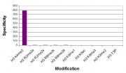 Histone H3K4me2 antibody (mAb) tested by Histone Peptide Array