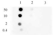 Histone H3K9me1 antibody (mAb) tested by dot blot analysis.