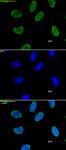 Histone H3K9me2 antibody (mAb) tested by immunofluorescence.