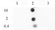 Histone H3K9me2 antibody (mAb) tested by dot blot analysis.
