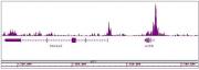 Histone H3K27ac antibody (mAb) tested by ChIP-Seq.