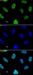 Histone H3K27ac antibody (mAb) tested by immunofluorescence.
