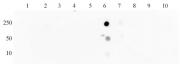 Histone H3K27ac antibody (mAb) tested by dot blot analysis.