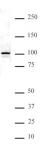 NFκB p100 antibody (pAb) tested by Western blot.