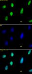 Histone H2A.X antibody (pAb) tested by immunofluorescence.